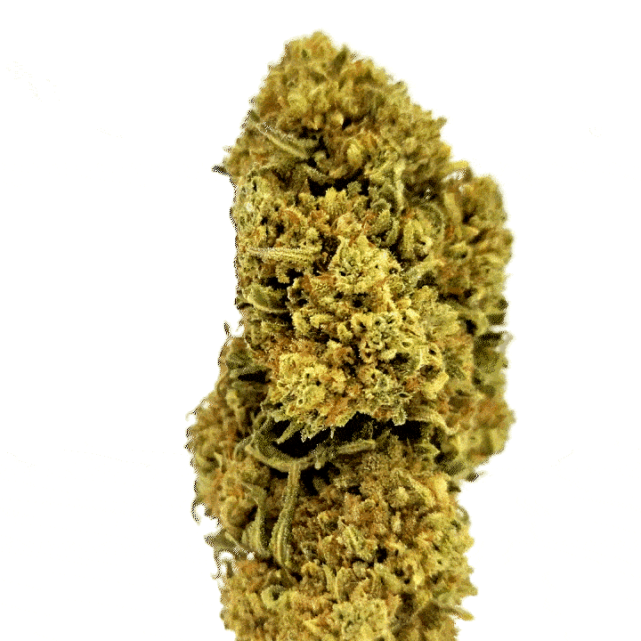 Cookie Kush - 19.9% CBD Cannabis danmark - CBD topskud weed shop din cannabis nordicweed
