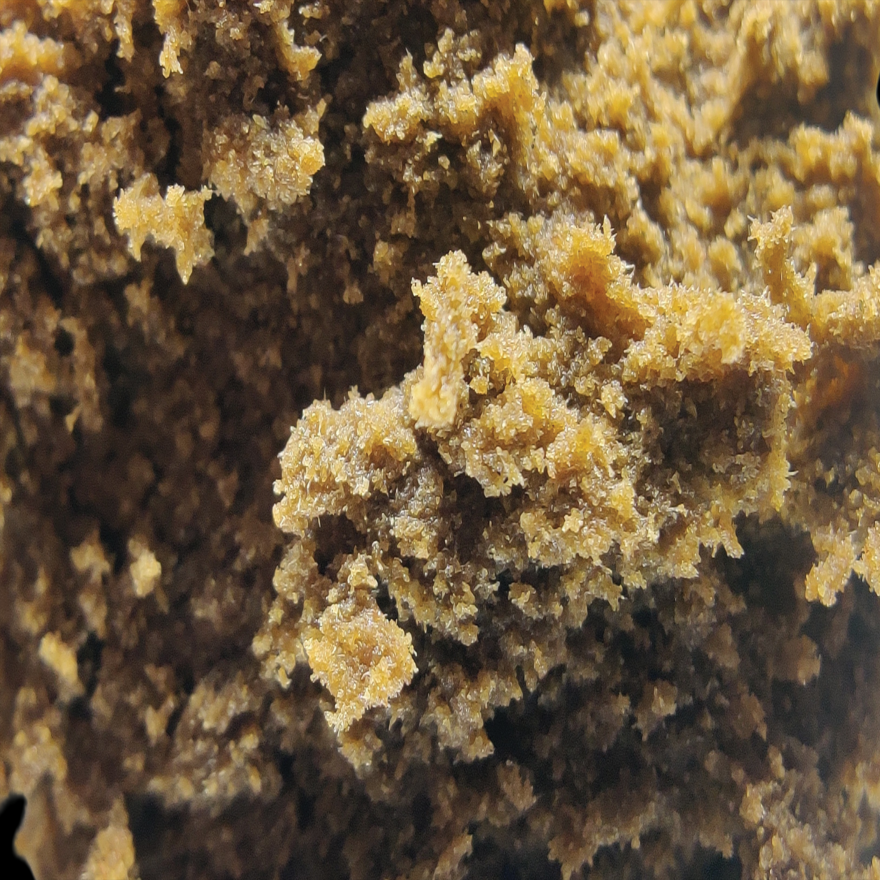 Luksus Slasker - 44.6% thca danmark - weed shop din cannabis hos nordicweed.dk køb thca Hash